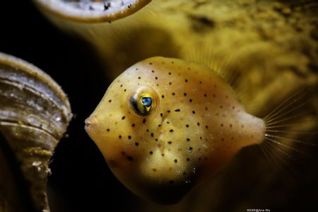 Dodge
Location :Lembeh Indonesias
Canon 5dsr
Canon EF ... by Yung Sen Wu 