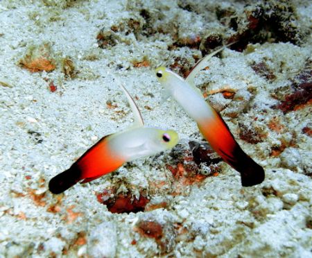 A pair of fire gobies, difficult to photograph as they te... by Alex Lim 