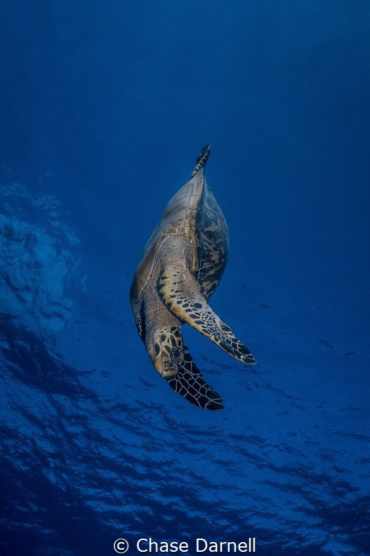 "Going Down"
A Hawksbill Turtle decends towards the reef. by Chase Darnell 