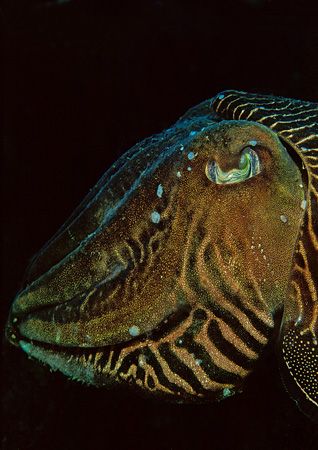 Cuttlefish portrait.
Devon.
60mm. by Mark Thomas 