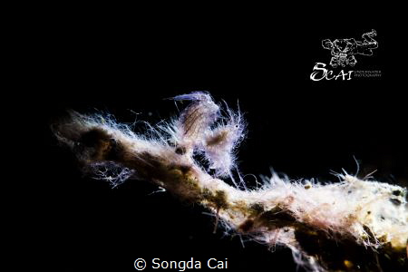 Hairy Shrimp (Algae Shrimp)
Anilao Philippines 
Canon 5... by Songda Cai 
