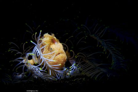 Tangle
Location :Lembeh Indonesias
Canon 5dsr
Canon EF... by Yung Sen Wu 