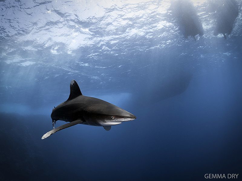 Oceanic Whitetip, taken at Big Brother, Red Sea, Egypt.
... by Gemma Dry 