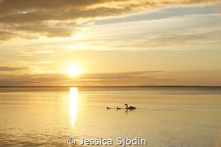 I had company in the sunset with a beautiful swan family. by Jessica Sjödin 