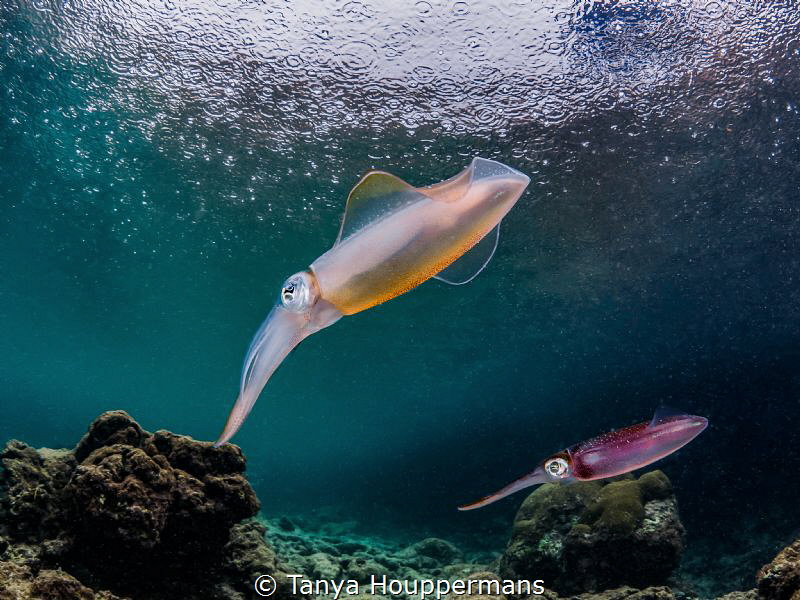 'It's Raining Squid' - Two Caribbean reef squid in the sh... by Tanya Houppermans 
