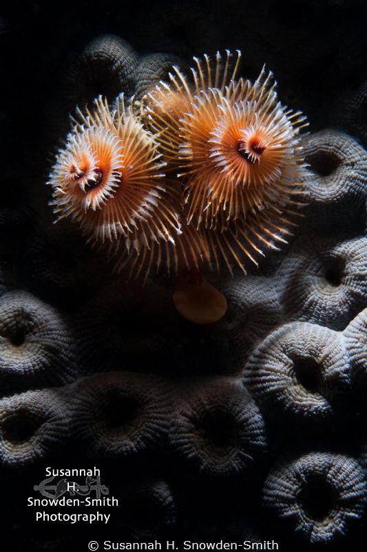 "Christmas Texture"

Christmas tree worms in a beautifu... by Susannah H. Snowden-Smith 