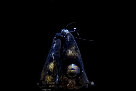 Friendship
Location :Lembeh Indonesias
Canon 5dsr
Cano... by Yung Sen Wu 