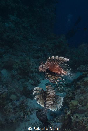 Lionfish (Pterois miles) swimming suspended at midwater. by Roberto Nistri 