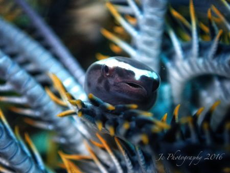 Crinoid Clingfish by Khow Jin Chee 