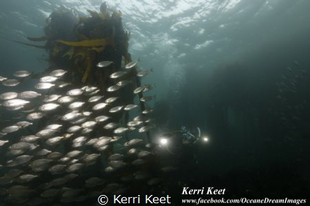 Schooling fish surrounding us on a dusk dive in Cape Town by Kerri Keet 