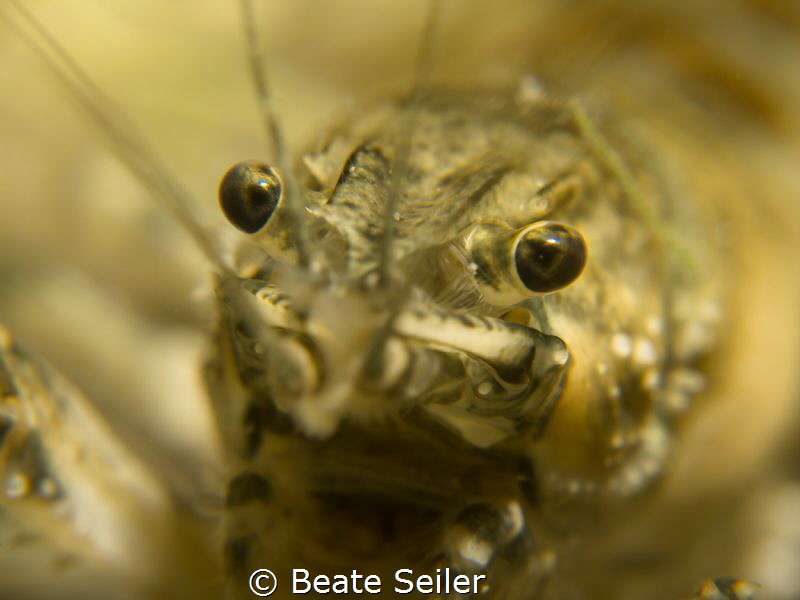 Crawfish in my favorite lake by Beate Seiler 