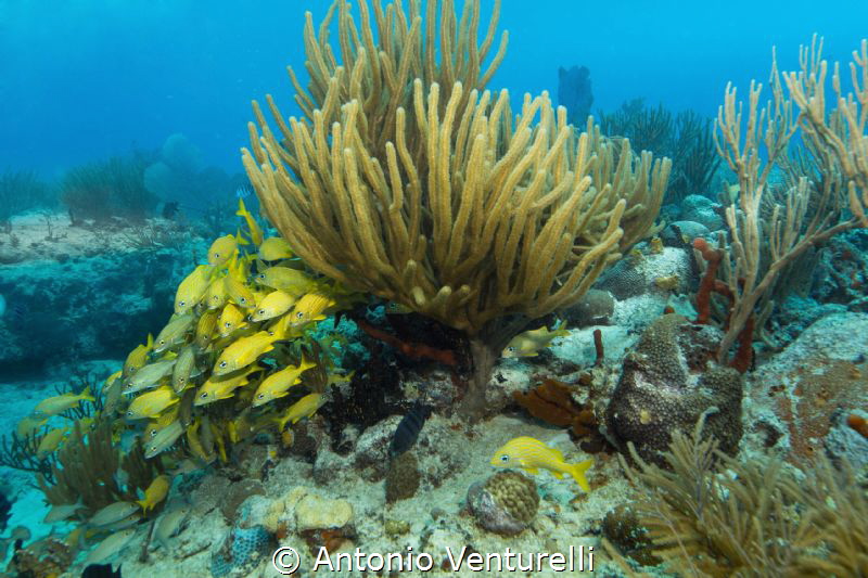 school of blue striped grunts on protected reef near Play... by Antonio Venturelli 