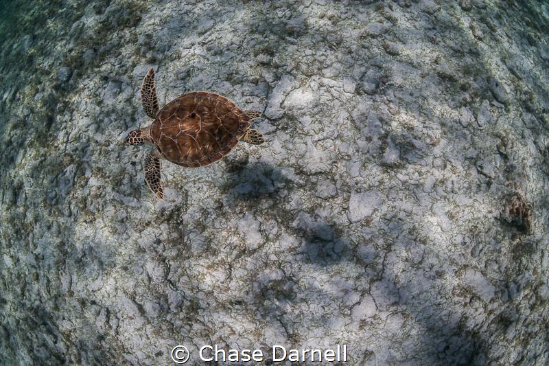 "Pretty Shell"
A beautiful Green Sea Turtle cruises the ... by Chase Darnell 