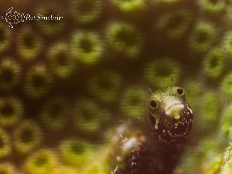 :Wistful"  A Rough-head Blenny - this guy was in the bril... by Patricia Sinclair 