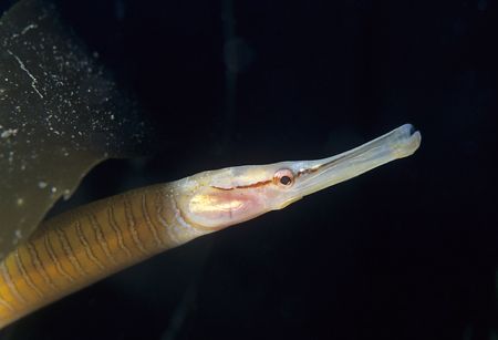 Snake pipefish, Cornwall. 60mm. by Derek Haslam 