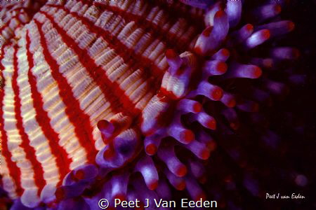 The other side of a walking anemone. A species unique to ... by Peet J Van Eeden 