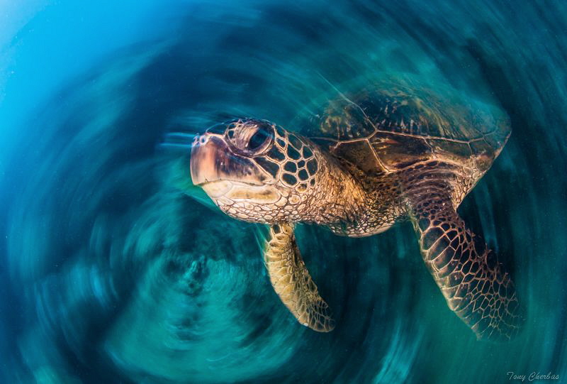 Turtle Whirl: Slow Shutter Spin by Tony Cherbas 