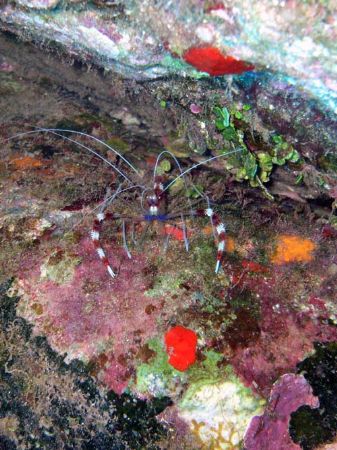 Coral Banded Shrimp by Kevin Elman 
