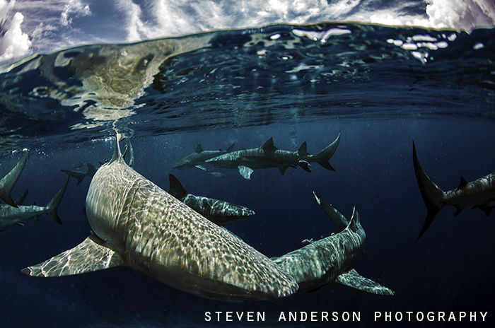 wave running with Lemon Sharks at Tiger Beach off West En... by Steven Anderson 