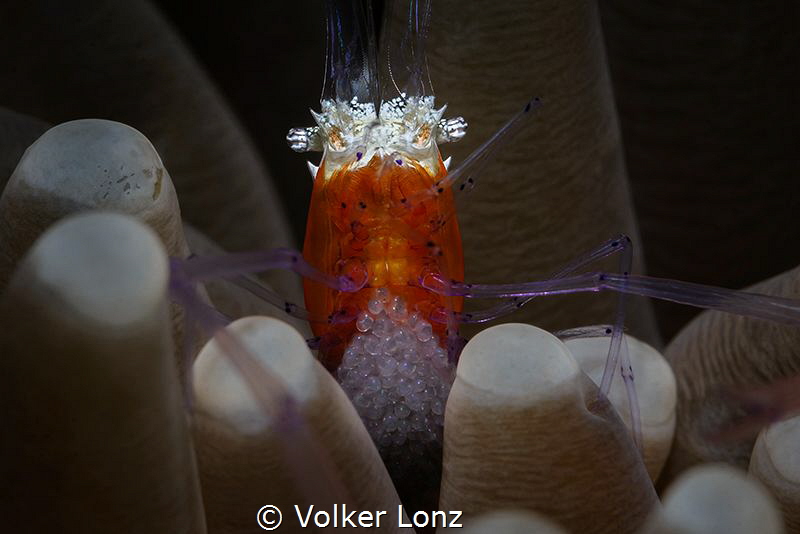 shrimp with eggs by Volker Lonz 