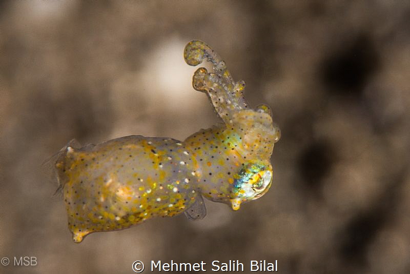 Very small pygmy cuttlefish in night dive. by Mehmet Salih Bilal 