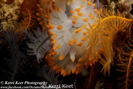 Sea Slug Day celebrated with a yellow gasflame nudibranch by Kerri Keet 