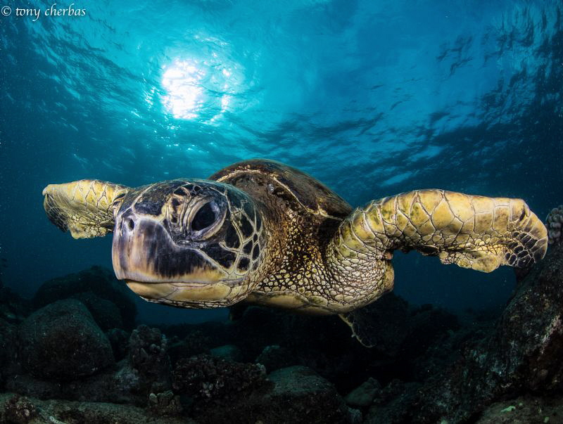 Honu Perspective: Low-Pass Fly-By. by Tony Cherbas 