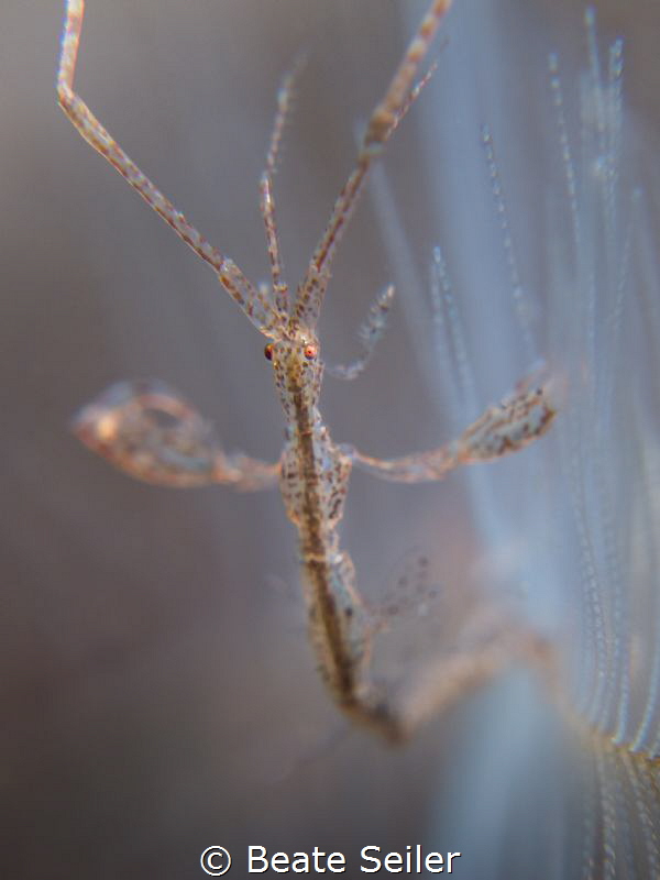 skeleton shrimp by Beate Seiler 