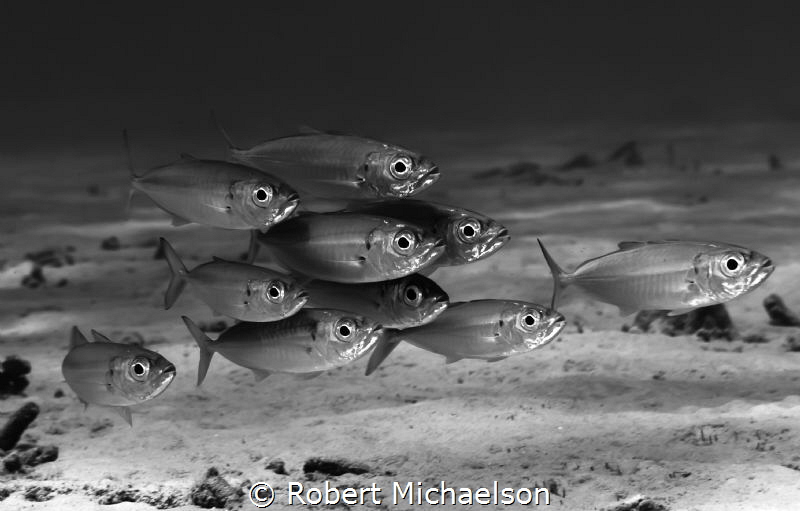 Bogas at dive site Something Special in Bonaire by Robert Michaelson 