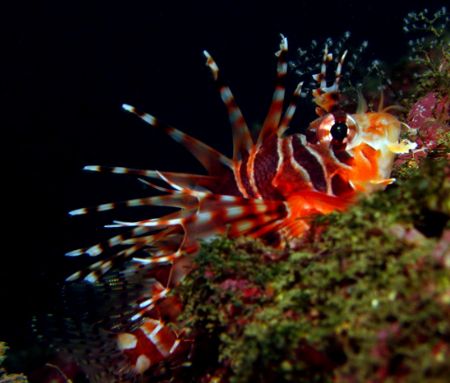 Baby Lionfish.... very cute.... Taiwan North East coast..... by Alex Tattersall 