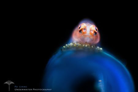Pygmy Goby with eggs by Liang Fu 