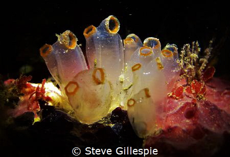 Tunicate Cluster. by Steve Gillespie 