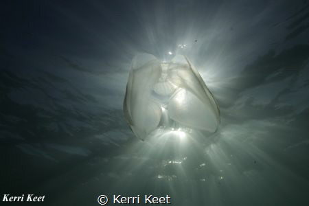 Celebrating Jellyfish Day with this photo taken in Simon'... by Kerri Keet 