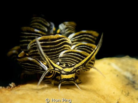 Nudibranch : Cyerce nigra. by Hon Ping 