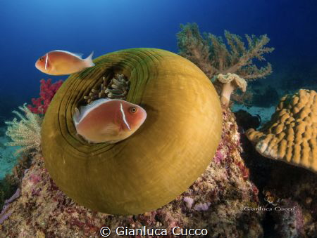 (Amphiprion perideraion) Cabilao,Filippine. 
Sony RX100,... by Gianluca Cucco 