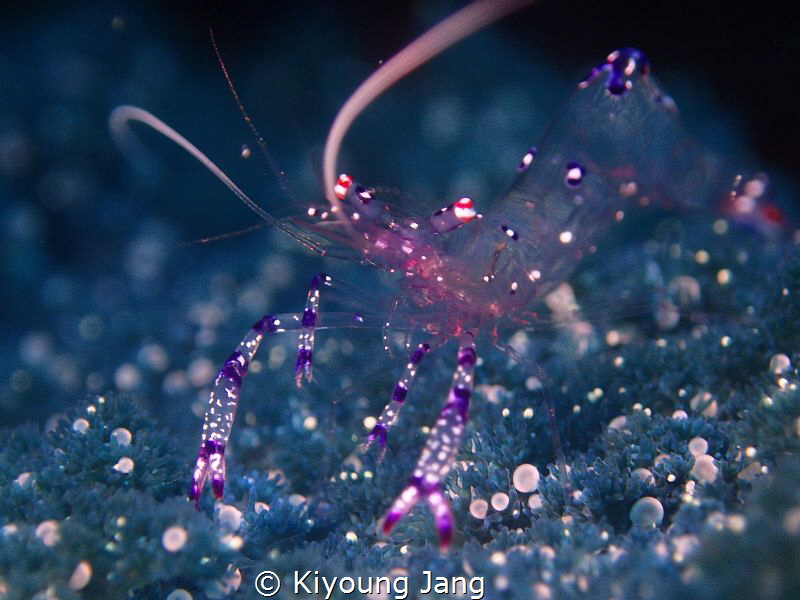Underwater Dancer by Kiyoung Jang 