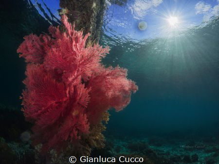 Gorgonia (Melithaea ochracea)shot during a dive from the ... by Gianluca Cucco 
