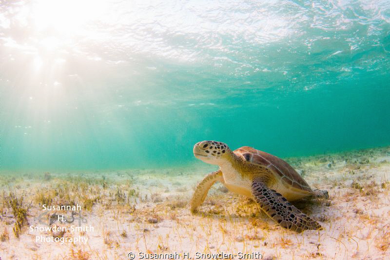 "Turtle In The Sunlight"

Rays of late-day sun illumina... by Susannah H. Snowden-Smith 