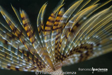 Feather. by Francesco Pacienza 