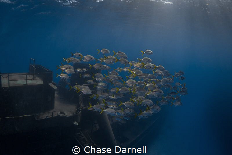 "Morning Commute"
Diving the Kittiwake first thing in th... by Chase Darnell 
