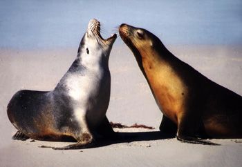 Australian Seals - Kangaroo Island , Seal Bay by Ralf Levc 