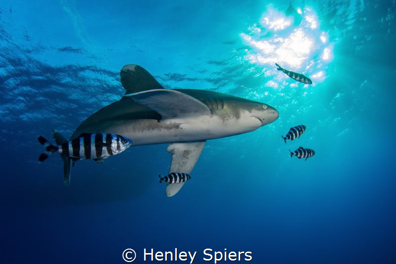 Oceanic White Tip Investigates by Henley Spiers 