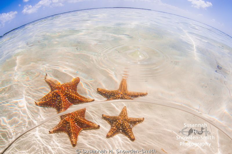 "Starfish And Water Droplet"

Starfish over-under photo... by Susannah H. Snowden-Smith 