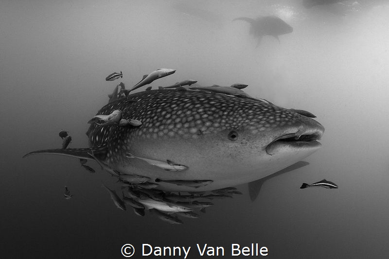 Whaleshark by Danny Van Belle 
