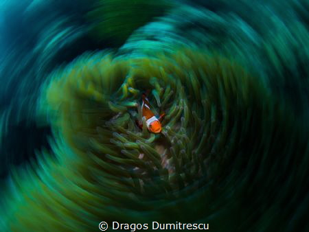 Nemo Vortex (Amphiprion ocellaris)
Philippines, Canon 6d... by Dragos Dumitrescu 