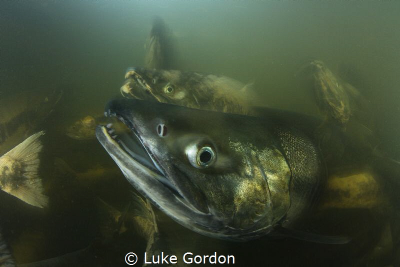 The chaos when 60,000 Chum salmon are trying to swim up r... by Luke Gordon 