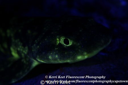 Shy sharks glow green under fluorescent photography light... by Kerri Keet 