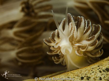 Mimic nudibranch by Natalie Bondarenko 