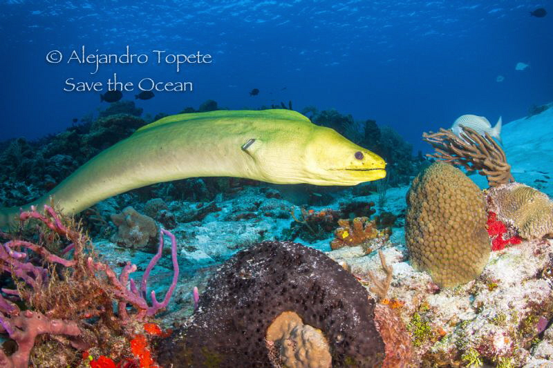 Green Morey in the Reef, Cozumel México by Alejandro Topete 
