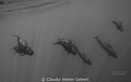 pilot whales comming closer by Claudia Weber-Gebert 
